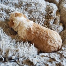 Aussiedoodle Puppies from Down Under Doodles