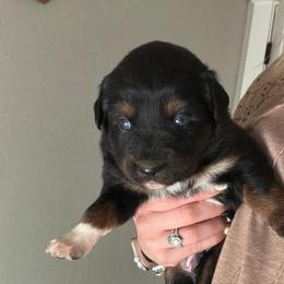 Miniature Australian Shepherd Puppies from Alex Clinedinst