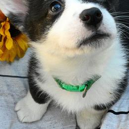 American Corgis and Pembroke Welsh Corgis from Cantu Corgis