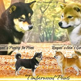 Shiba Inu puppies from Timberwood Paws