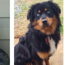 Australian Shepherds from B&M Kennels