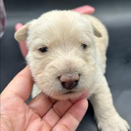 Regan - Wheaten female Scottish Terrier puppy in Crossville, Tennessee from Cavern Kennels