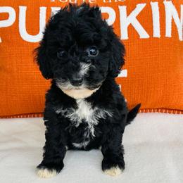 Dolly - Black female Goldendoodle puppy in Auburn, Indiana from Martin’s Doodles