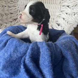 Disco Darlings - Roller - Phantom female Bernedoodle puppy in Charleston, South Carolina from Palm Belle Doodles