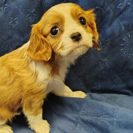 Pop - Blenheim male Cavalier King Charles Spaniel puppy in Rockville, Maryland from Skais the Limit Cavaliers
