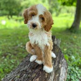 Rowan - Red  male Goldendoodle puppy in Warsaw, Ohio from Lovabledoodles