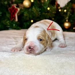 Boy 2 - Red male Bernedoodle puppy in Litchfield, New Hampshire from Vidadoodle