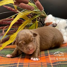 RTM - Red tri-color male Australian Shepherd puppy in Thornton, Colorado from 303 Aussies