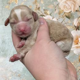 Girl 7 - Cream female Cavapoo puppy in Coshocton, Ohio from Forever Family Puppies