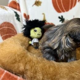Shih Tzu Puppies from Lavender Lane Tzus