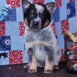 Australian Cattle Dog and Pembroke Welsh Corgi Puppies from Heelers in Texas