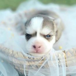 Soleil - Chocolate female Pomsky puppy in Christiana, Tennessee from Smoky Mountain Pomskies