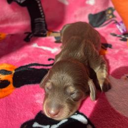 Boogie - Chocolate and cream male Dachshund puppy in Yucaipa, California from Motorhead Dachshunds