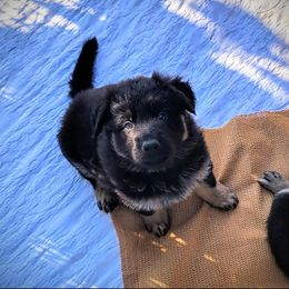 German Shepherd Puppies from Littlewood Shepherds