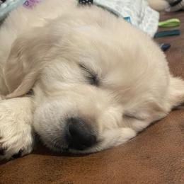 Goldendoodle and Golden Retriever Puppies from Brooke Bradley