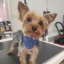 Poodles and Yorkshire Terriers from Keystone Poodles