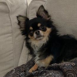 Chihuahuas from Showboat Chihuahuas