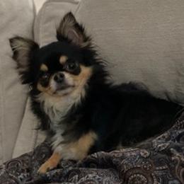 Chihuahuas from Showboat Chihuahuas