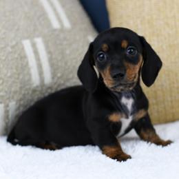 Mash - Black and tan female Dachshund puppy in Fredonia, Arizona from Kaibab Dachshunds