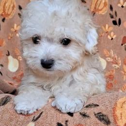 Gus - Apricot male Maltipoo puppy in Crestview, Florida from Little Cupcakes and Little Pumpkins Maltipoos