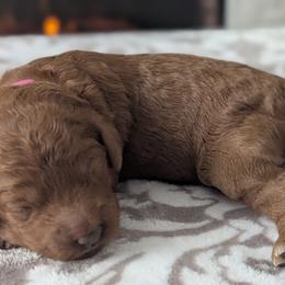 Hot Pink - Red  female Goldendoodle puppy in Connecticut from Valley View Doodles