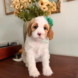 Keroppi (Oki and Cooper's Japanese Character Litter) - Blenheim female Cavapoo puppy in Pleasant Grove, Utah from Destination Doodles