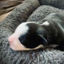 Border Collie Puppies from Beloved Border Collies