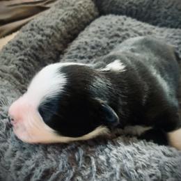 Border Collie Puppies from Beloved Border Collies