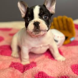 Gibby - Tricolors male French Bulldog puppy in Sterling Heights, Michigan from Freshwater Frenchies