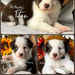 2 Titan - Red tri-color male Australian Shepherd puppy in Huntington, Texas from JKKJ Farms, LLC