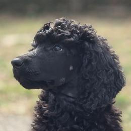 Lucian - Phantom male Poodle puppy in New York from Powder Puff Poodles