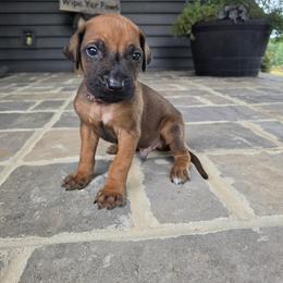 Harrald - Rd whtn blk nose male Rhodesian Ridgeback puppy in Gaffney, South Carolina from Circle D Farms