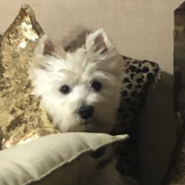 Hope - West Highland White Terrier