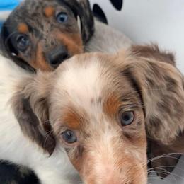 Dachshund Puppies from Little e Dachshunds