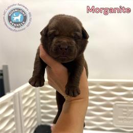 Morganite - Chocolate female Labrador Retriever puppy in Elloree, South Carolina from Moonlight Kennels LLC