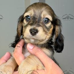 Mr. Red-2400 - Cream male Dachshund puppy in Ocala/Gainesville, Florida from From the Heart Doxies