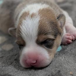 Bluie sable (dilute)boy - Sable and white male American Corgi puppy in Loretto, Kentucky from Duncan's Border Collies and Corgis