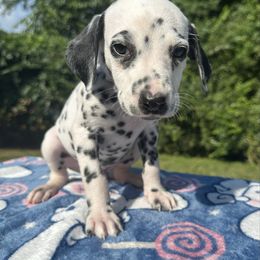 Squirrel - White and black male Dalmatian puppy in Travelers Rest, South Carolina from Cotton Top