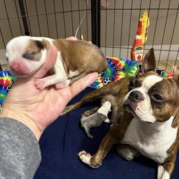 Red Fawn - male Boston Terrier puppy in Lowell, Arkansas from Bogan's Boston's