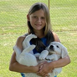 Golden Retriever Puppies from Cream of the Crop Goldens Michigan