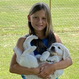 Golden Retriever Puppies from Cream of the Crop Goldens Michigan
