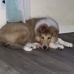 Collie Puppies from Christa McCarty Collies