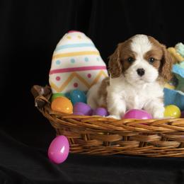 Brittany and Cavalier King Charles Spaniel Puppies from Katy Cavaliers & Barefoot Days Brittanys