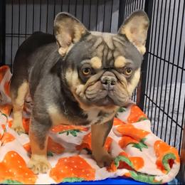 Tiny Tim - French Bulldog