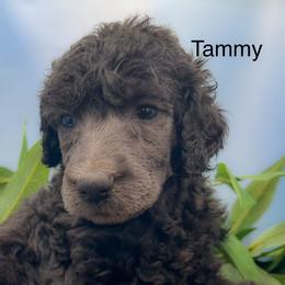 Tammy - Silver female Poodle puppy in Greenville, North Carolina from Grace Poodles