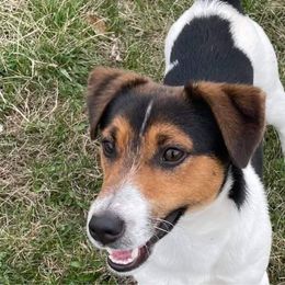 Irwin - Russell Terrier