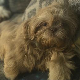 Six7 - Shih Tzu