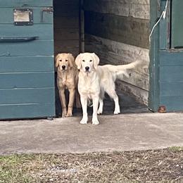 Golden Retriever Puppies from Lowcountry Goldens