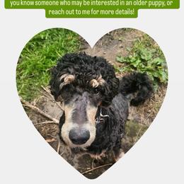 Poodle puppies from Cedar Ridge Standard Poodles