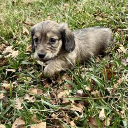Boy 2 - Cream male Dachshund puppy in Deming, New Mexico from FoxieDoxies of New Mexico